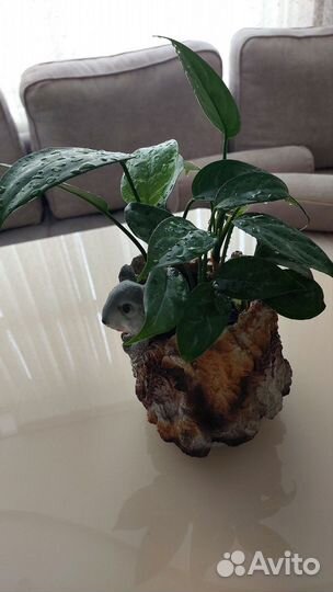 Комнатные растения