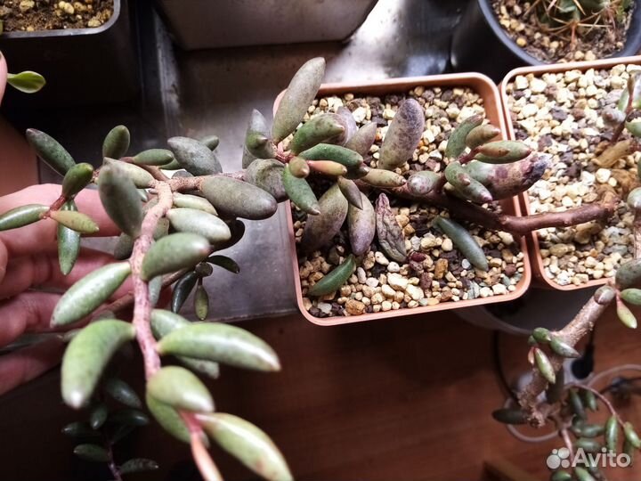 Adromischus filicaulis super Red Succulents