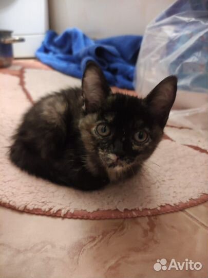 Котенок черепашковой расцветки 2,5 мес