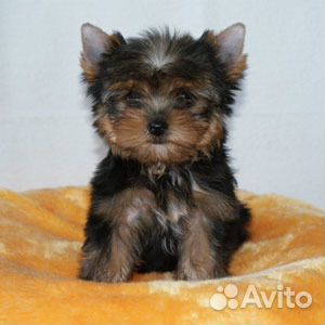 Йоркширский терьер