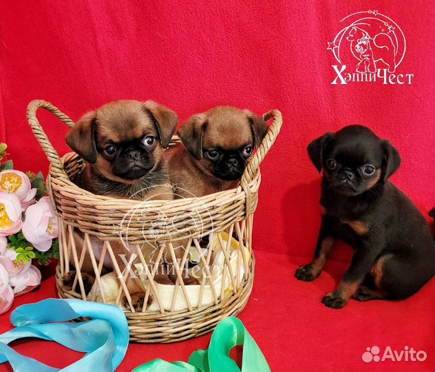 Щенки пти брабансона