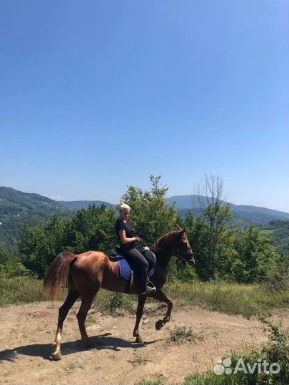 Конные прогулки с трансфером