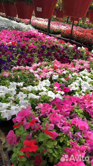 Рассада цинерария бегония для клумбы