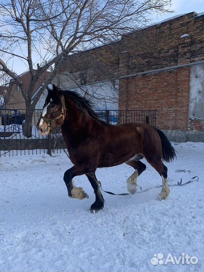 Продажа лошадей