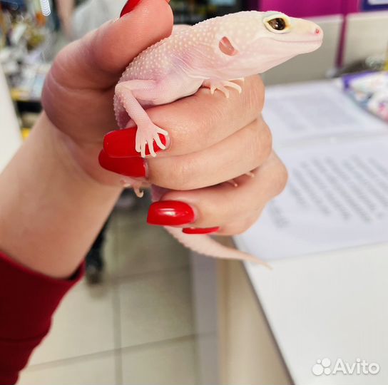 Геккон эублефар