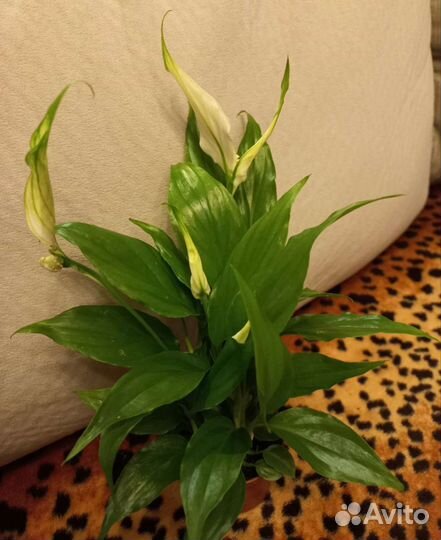 Спатифиллум Шопен