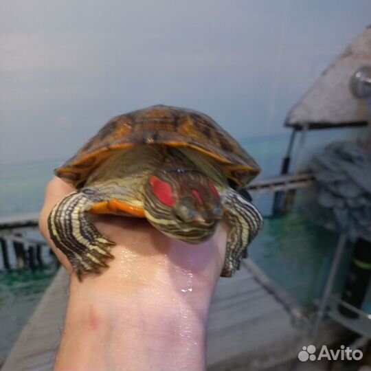 Красноухая черепаха