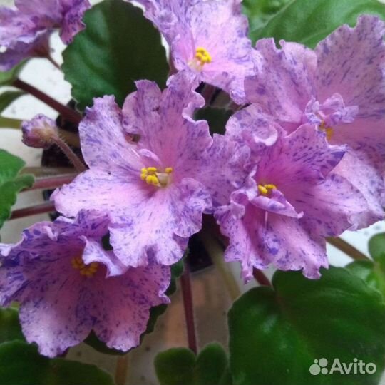 Листики сортовых фиалок