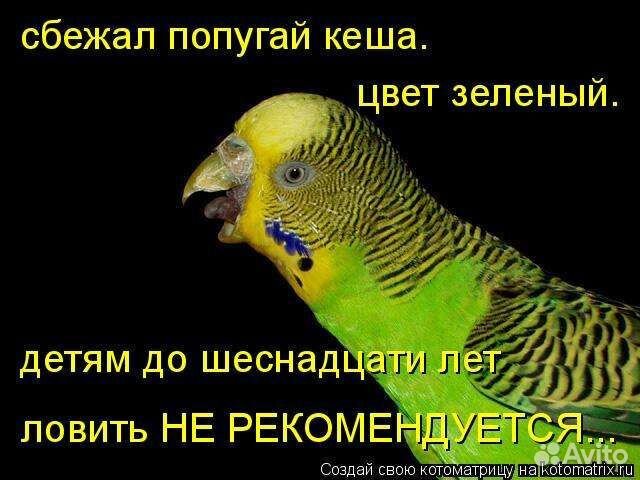 Передержка птиц