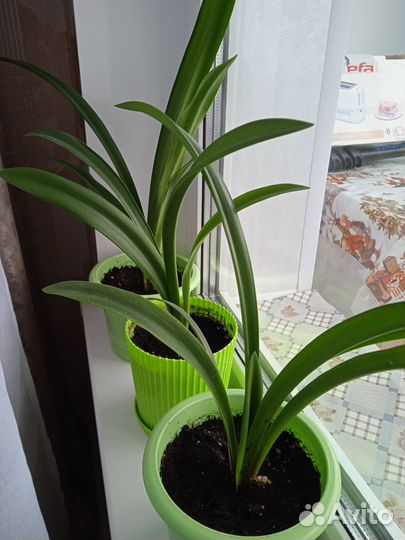 Цветы домашние