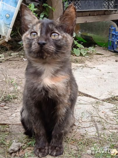 Домашние животные бесплатно котята