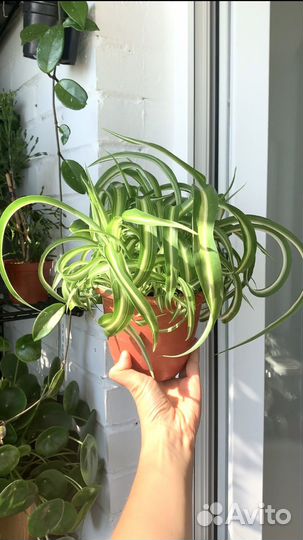 Комнатные растения. Юкка, хлорофитум, сеткреазия