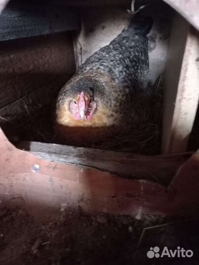 Несушки, петухи