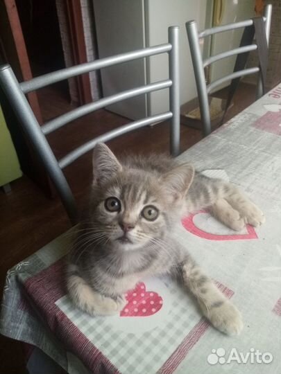 Кошка в дар бесплатно