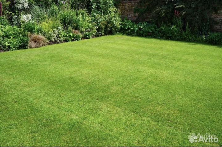 Газонная трава