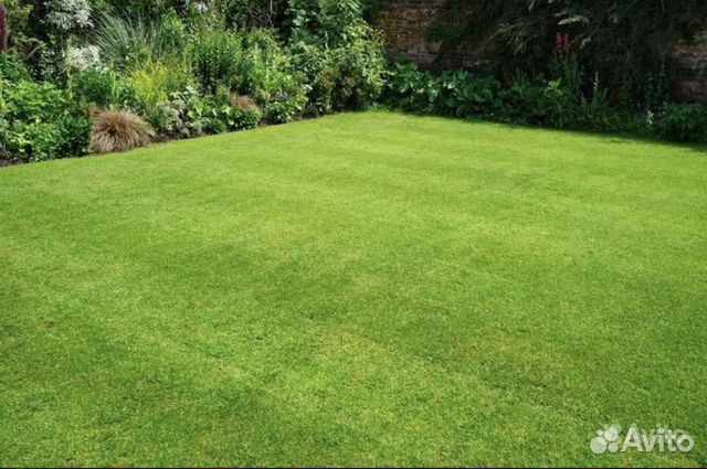 Газонная трава