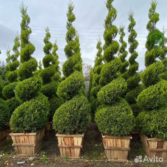 Туя смарагд с доставкой