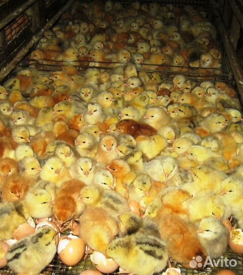 Бройлер Кобб 500 /Ross 308