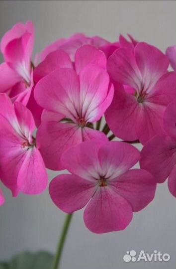 Пеларгонии