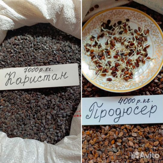 Семена арбуза Каристан, Продюсер