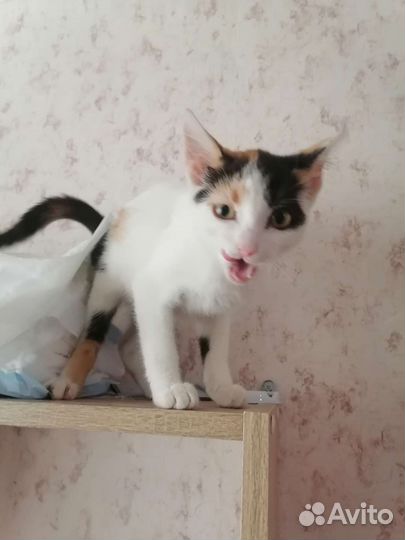 Котята в добрые руки бесплатно