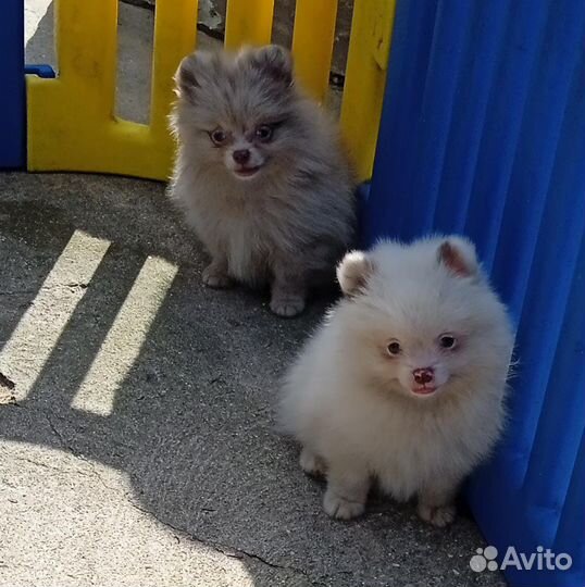 Шпиц мерле мерль мрамор