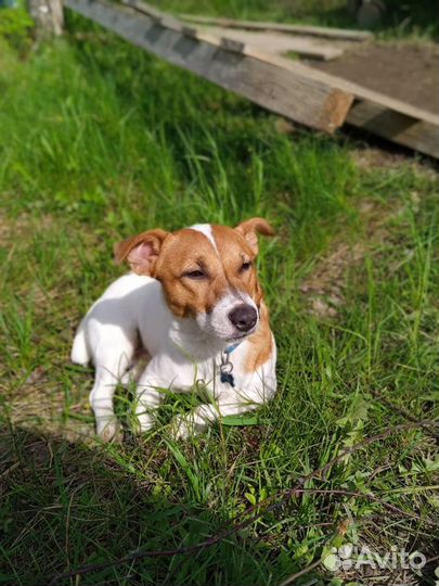 Вязка джек Рассел терьер