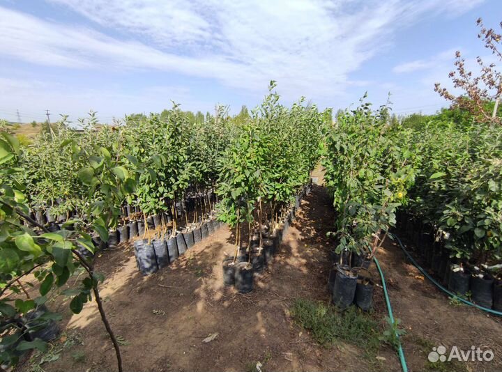 Саженцы с закрытой корневой системой