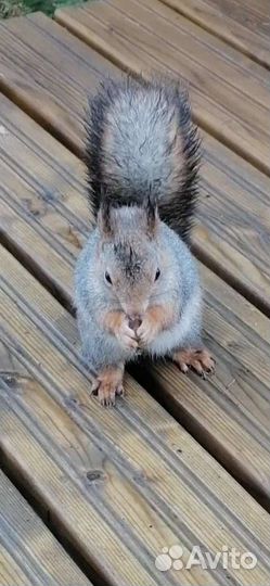 Экскурсии по Карелии