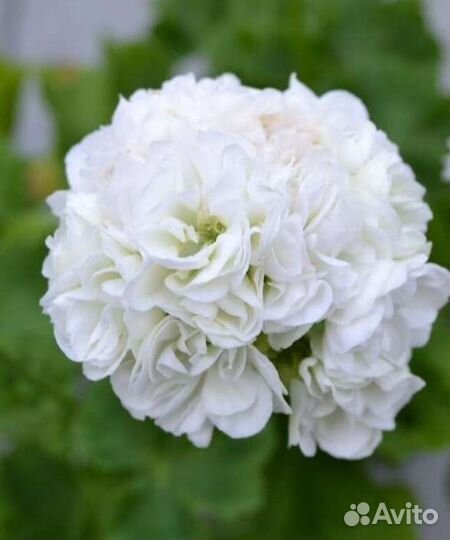 Сортовые и коллекционные пеларгонии