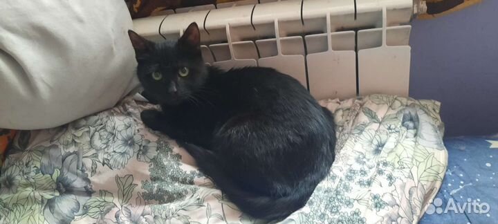 Молодой котик в добрые руки