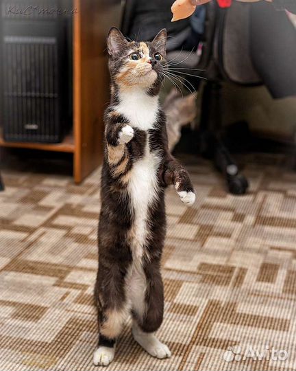 Трехцветная кошка