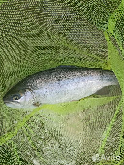 Форель живая