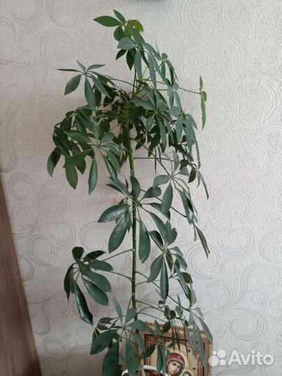 Комнатные цветы шефлера