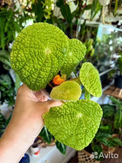 Растения из моей частной коллекции