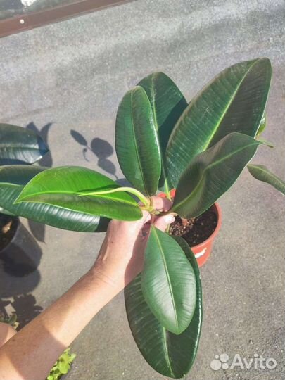 Фикусы эластика: Тинеке, Абиджан, Робуста