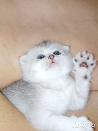 Котята шиншиллы