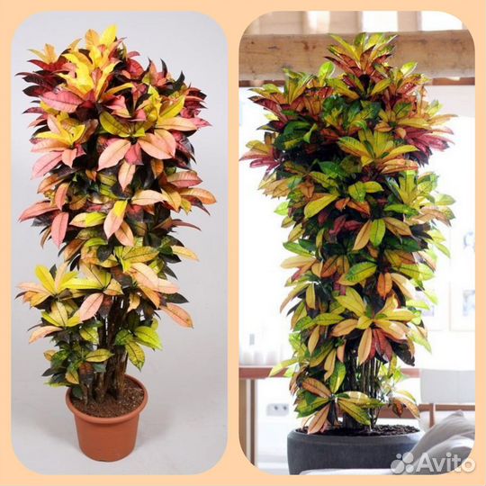 Кодиеум 180см