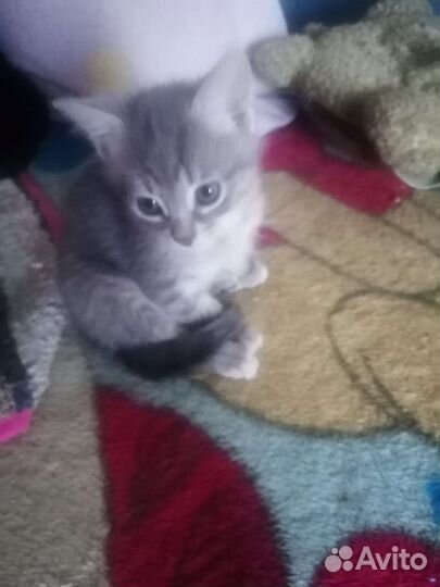 Кошка в дар