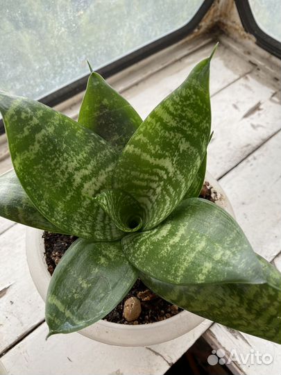 Сансевиерия ханни зебра