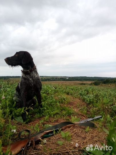 Щенки дратхаара