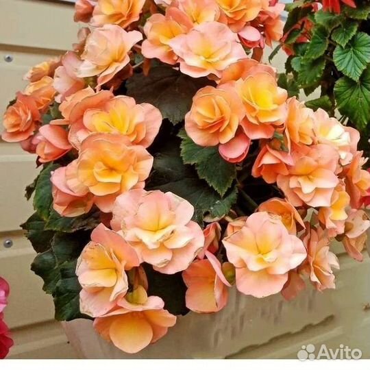 Бегония корневая