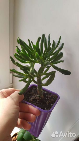 Крассула хоббит толстянка денежное дерево