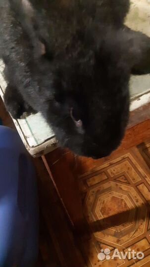 Продаю кроликов