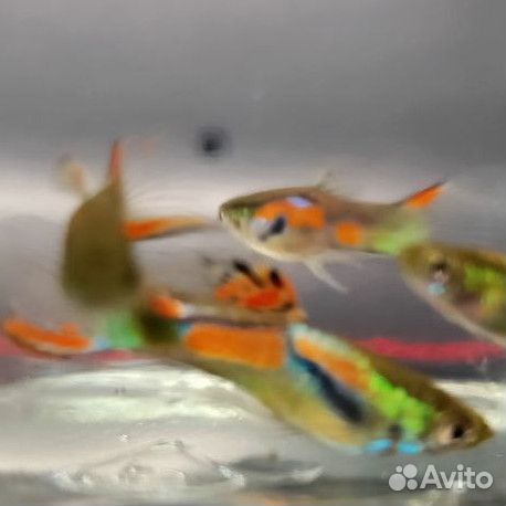 Гуппи Эндлера Венесуэла