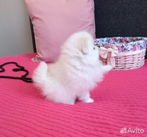 Белый померанский шпиц