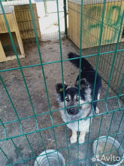 Самая красивая собака в добрые руки