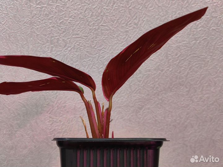 Страманта триколор