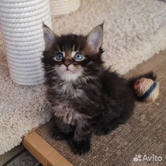 Котенок мейнкун мальчик полидакт 66х66