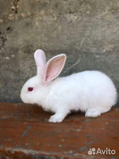 Кролик
